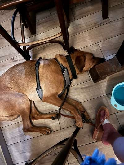 Rhodesian Ridgeback-Beitrag-Bild