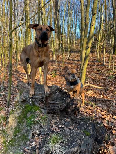Rhodesian Ridgeback-Beitrag-Bild