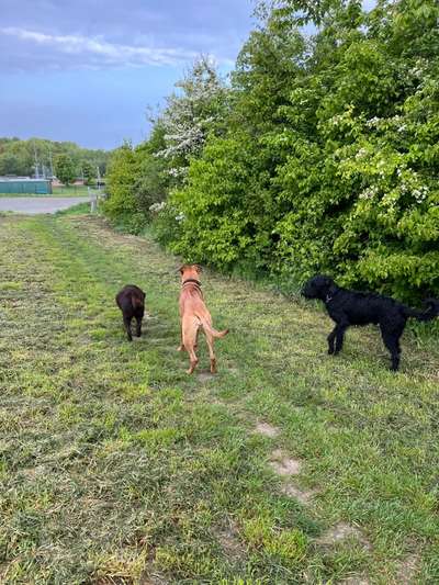 Rhodesian Ridgeback-Beitrag-Bild