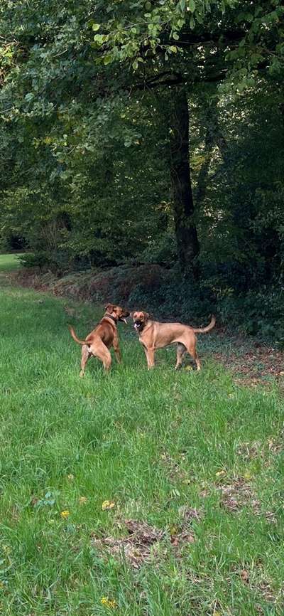Rhodesian Ridgeback-Beitrag-Bild