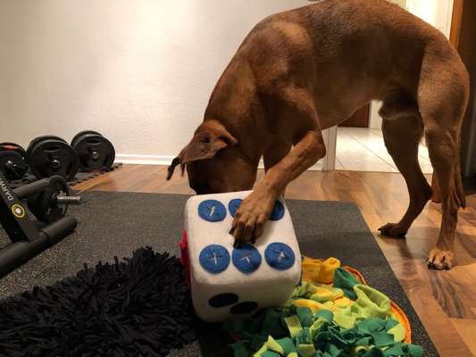 Rhodesian Ridgeback-Beitrag-Bild