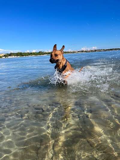 Rhodesian Ridgeback-Beitrag-Bild