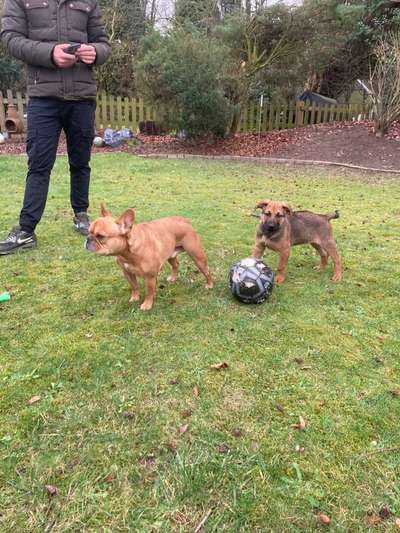 Rhodesian Ridgeback-Beitrag-Bild