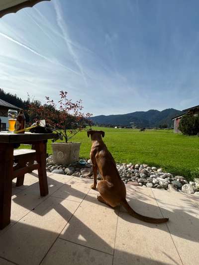 Rhodesian Ridgeback-Beitrag-Bild