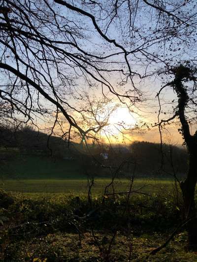 Rhodesian Ridgeback-Beitrag-Bild