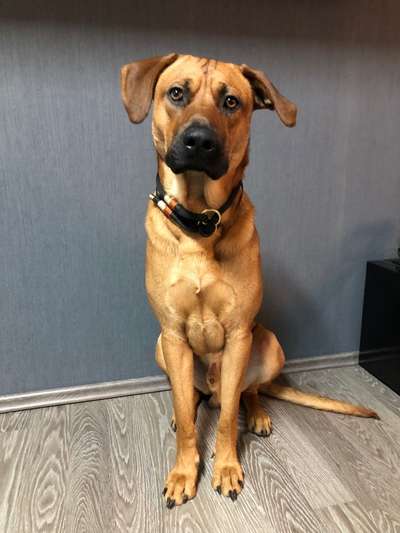 Rhodesian Ridgeback-Beitrag-Bild