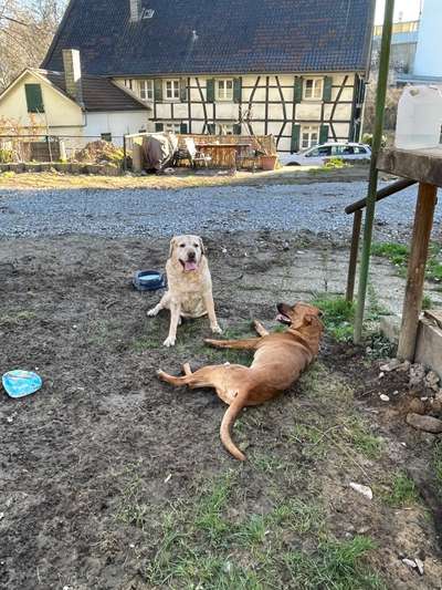 Rhodesian Ridgeback-Beitrag-Bild