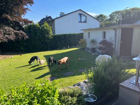 Rhodesian Ridgeback-Beitrag-Bild