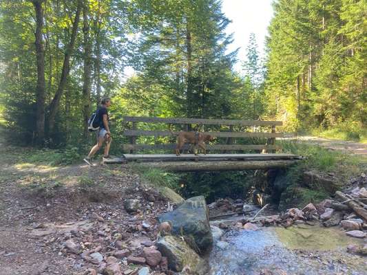 Rhodesian Ridgeback-Beitrag-Bild