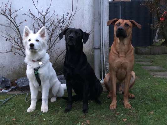 Rhodesian Ridgeback-Beitrag-Bild