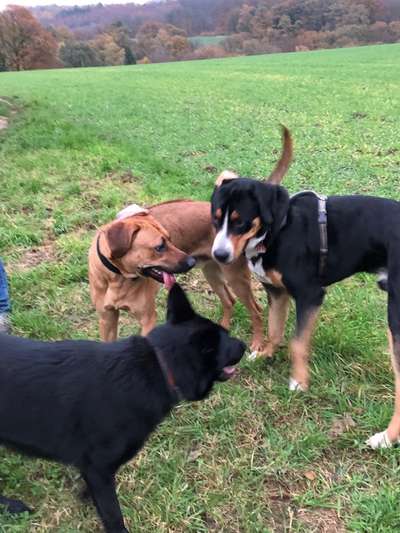 Rhodesian Ridgeback-Beitrag-Bild