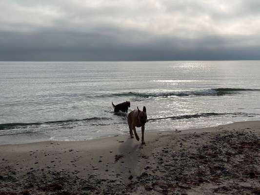 Rhodesian Ridgeback-Beitrag-Bild