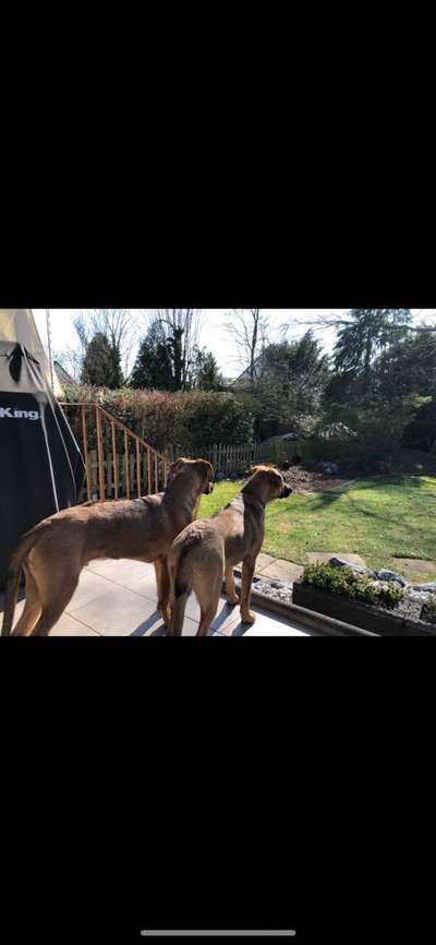 Rhodesian Ridgeback-Beitrag-Bild