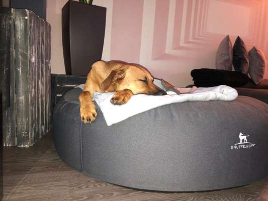 Rhodesian Ridgeback-Beitrag-Bild