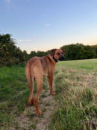 Rhodesian Ridgeback-Beitrag-Bild