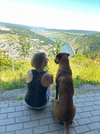 Rhodesian Ridgeback-Beitrag-Bild