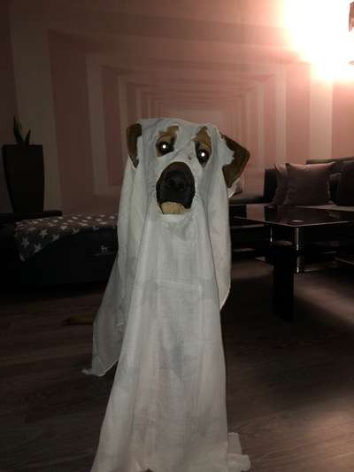 Rhodesian Ridgeback-Beitrag-Bild