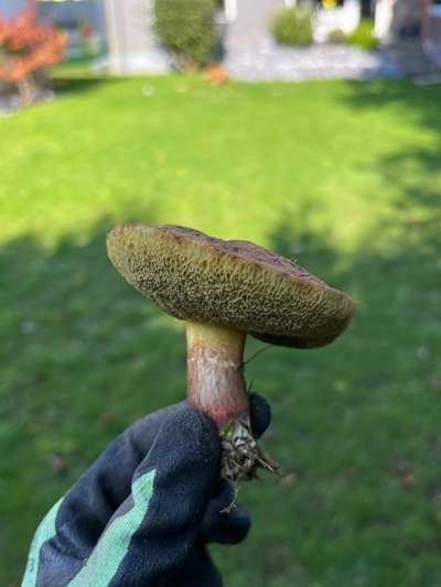 Rhodesian Ridgeback-Beitrag-Bild