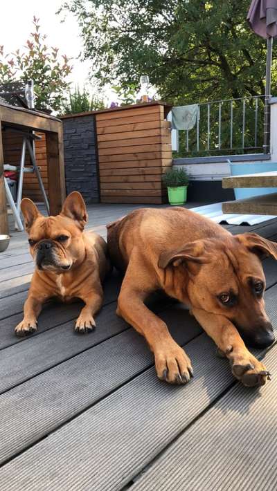 Rhodesian Ridgeback-Beitrag-Bild