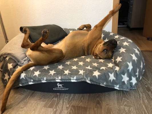 Rhodesian Ridgeback-Beitrag-Bild