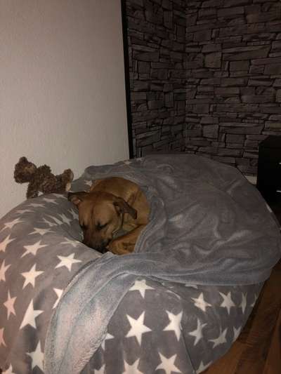 Rhodesian Ridgeback-Beitrag-Bild