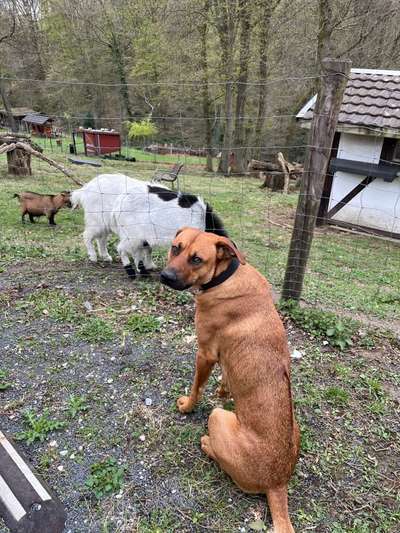 Rhodesian Ridgeback-Beitrag-Bild