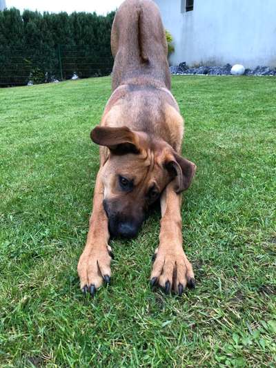 Alles rund um den Schäferhund, diskutieren erwünscht.-Beitrag-Bild