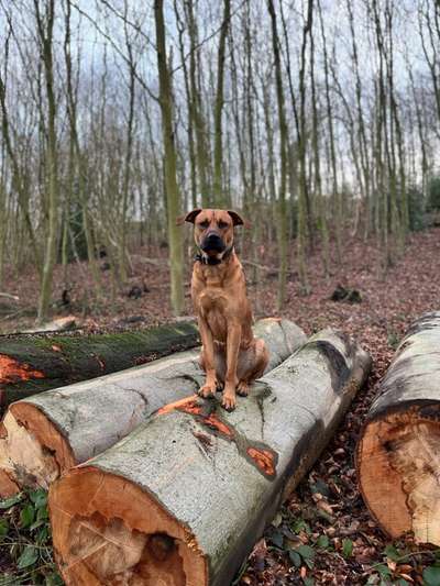 Rhodesian Ridgeback-Beitrag-Bild