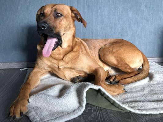 Dogorama Photo Challenge - Dein Hund beim Gähnen-Beitrag-Bild