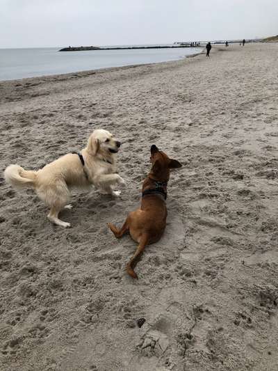 Rhodesian Ridgeback-Beitrag-Bild