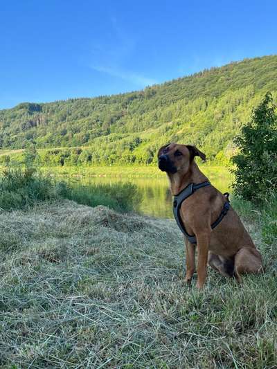 Rhodesian Ridgeback-Beitrag-Bild