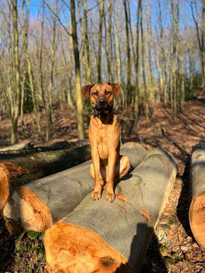 Rhodesian Ridgeback-Beitrag-Bild