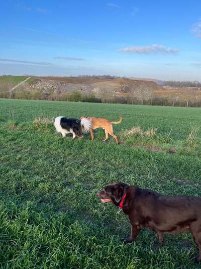 Rhodesian Ridgeback-Beitrag-Bild