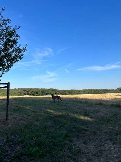 Rhodesian Ridgeback-Beitrag-Bild