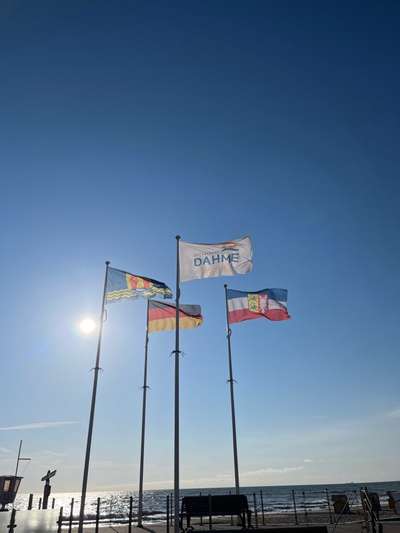 Rhodesian Ridgeback-Beitrag-Bild