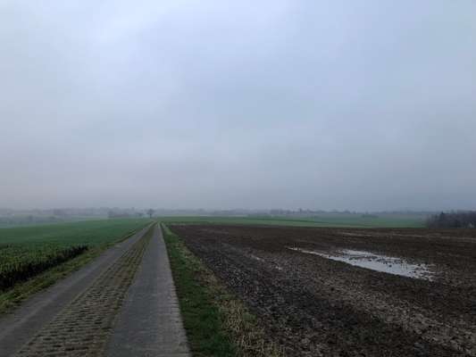 Rhodesian Ridgeback-Beitrag-Bild