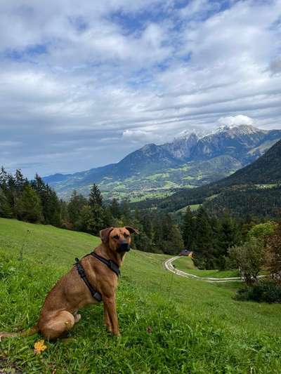 Rhodesian Ridgeback-Beitrag-Bild