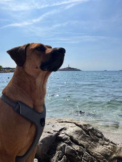 Rhodesian Ridgeback-Beitrag-Bild