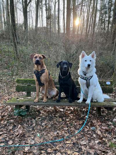 Rhodesian Ridgeback-Beitrag-Bild