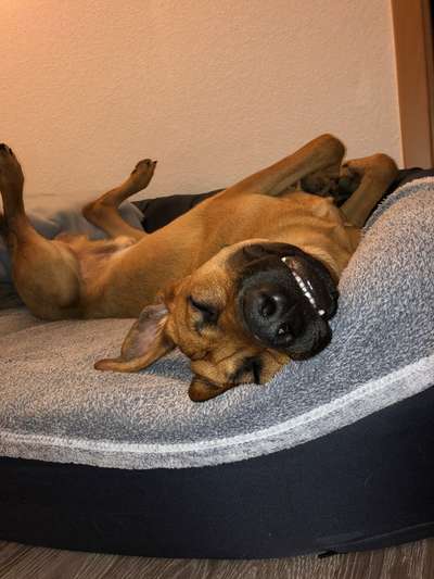 Rhodesian Ridgeback-Beitrag-Bild