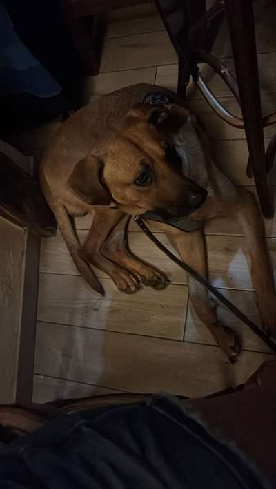 Rhodesian Ridgeback-Beitrag-Bild