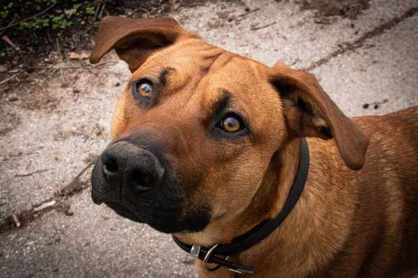 Rhodesian Ridgeback-Beitrag-Bild