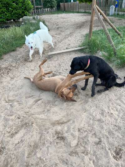 Rhodesian Ridgeback-Beitrag-Bild
