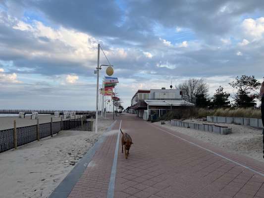 Rhodesian Ridgeback-Beitrag-Bild