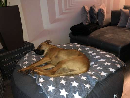 Rhodesian Ridgeback-Beitrag-Bild