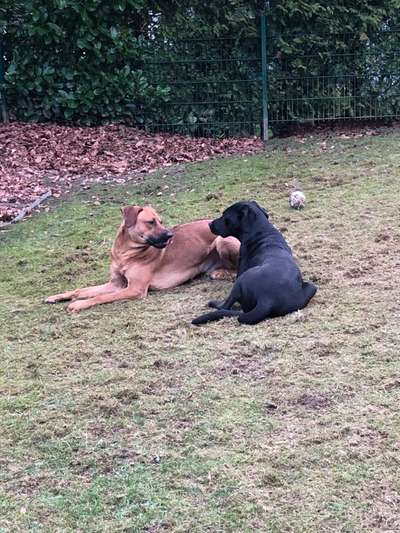 Rhodesian Ridgeback-Beitrag-Bild