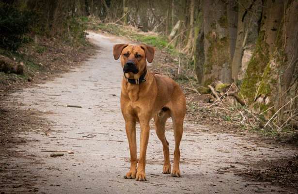 Rhodesian Ridgeback-Beitrag-Bild