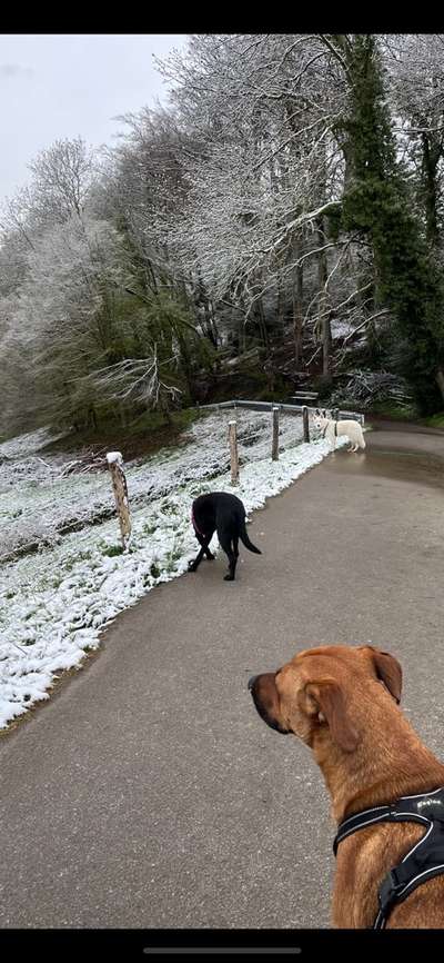 Rhodesian Ridgeback-Beitrag-Bild