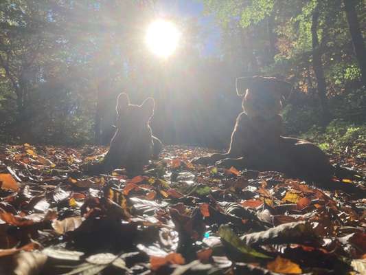 Rhodesian Ridgeback-Beitrag-Bild