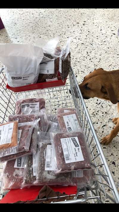 Rhodesian Ridgeback-Beitrag-Bild